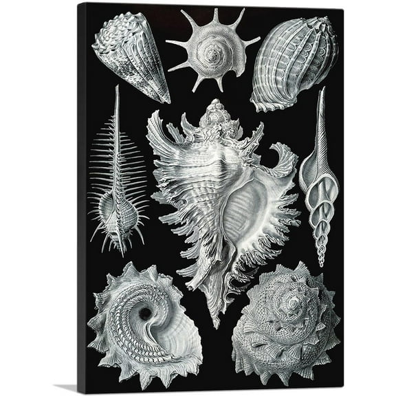 ARTCANVAS Prosobranchia Sea Land Freshwater Snails Canvas Art Print by Ernst Haeckel - Size: 18" x 12" (1.50" Deep)