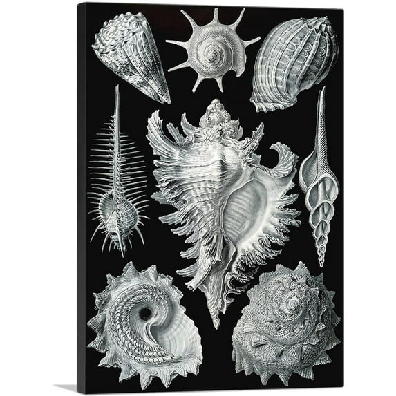 ARTCANVAS Prosobranchia Sea Land Freshwater Snails Canvas Art Print by Ernst Haeckel - Size: 40" x 26" (1.50" Deep)