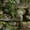 Color 1, variant on Peel and Stick Wallpaper Ivy Vines Rustic Vintage Blue Stone Wall Vibrant Forest Nature Wall Mural 17.7in x 9.8ft Self Adhesive Removable Wall Paper for Nursery Bedroom Cabinets