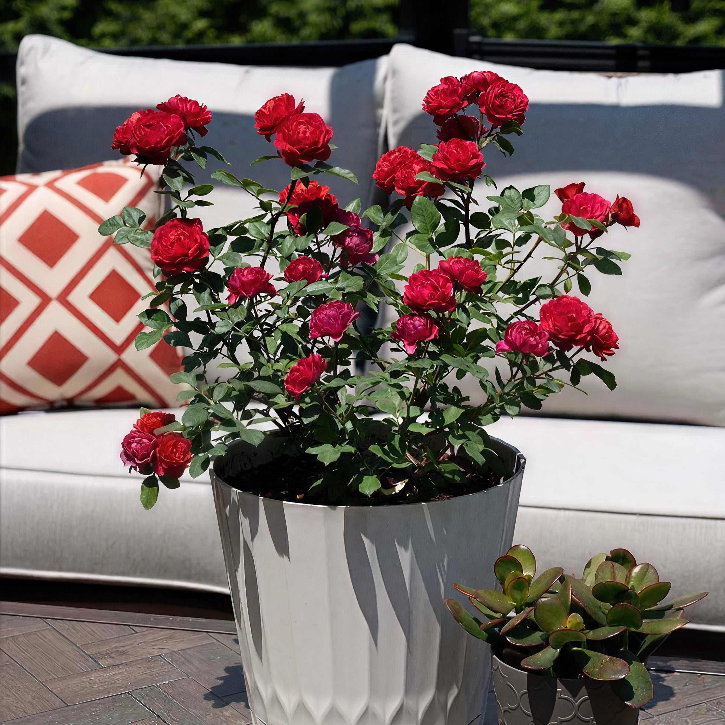 2 gal. Sunblaze Watermelon Rose with Red Flowers