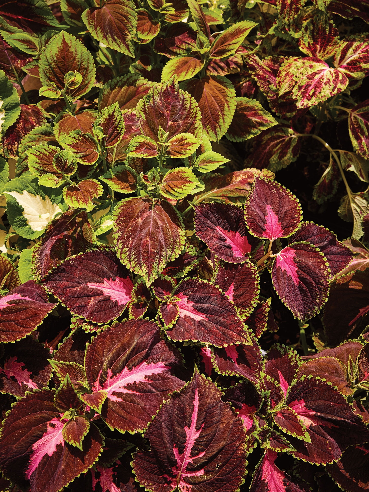 Burpee Rainbow Mixed Colors Coleus