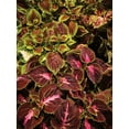 thumbnail image 3 of Burpee Rainbow Mixed Colors Coleus, 3 of 5