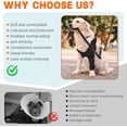 thumbnail image 6 of Supet Dog Elbow Brace Sleeve for Arthritis, Pressure Sores & Calluses, Breathable Adjustable Front Leg Support, Anti-Licking, Recovery, 6 of 8
