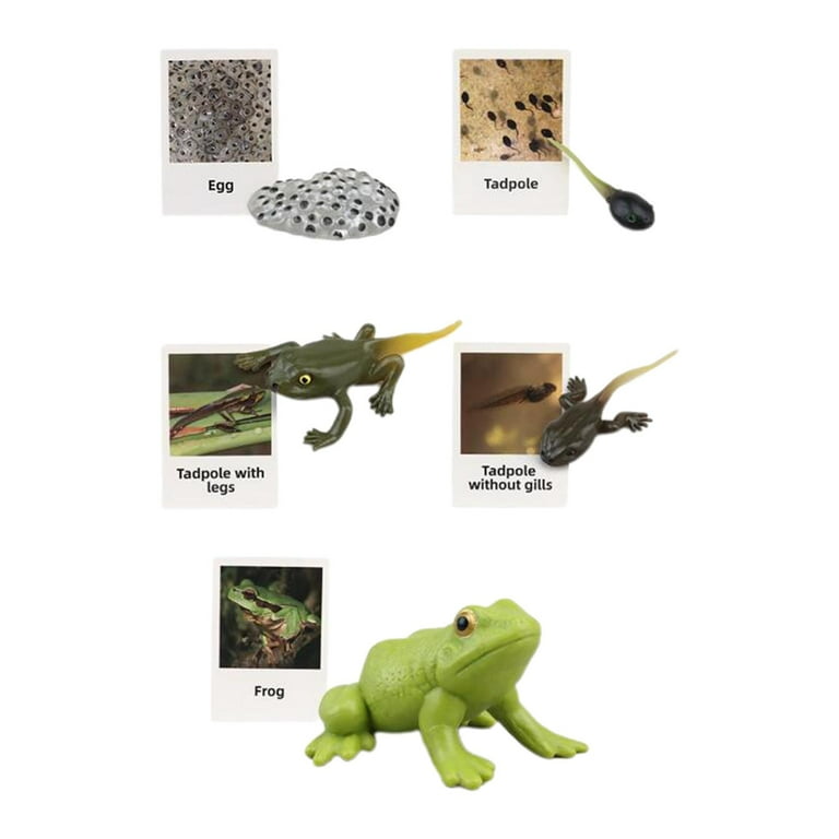 life Cycle Toy Early Education Realistic Growth Stage Model Animal