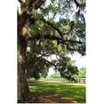 thumbnail image 1 of Great BIG Canvas | Rolled Alan Hausenflock Poster Print entitled Charleston Oaks 5, 1 of 4