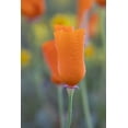 thumbnail image 2 of Jaynes Gallery 11x14 Gold Ornate Wood Framed with Double Matting Museum Art Print Titled - California Close-up of California poppy, 2 of 4
