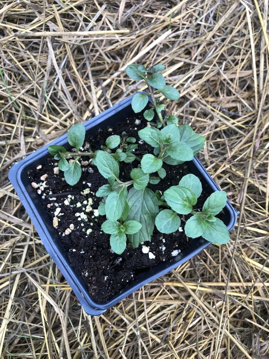 Smoke Camp Crafts Plant Pack - Mint Medley Collection: 5-Variety Live Mint Plant Set in 2.5" Pots – Perfect for Culinary Use, Aromatherapy, and Gardening