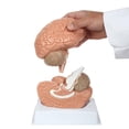 thumbnail image 3 of Anatomy Lab Basic 2-Part Brain Model Anatomy Model, 3 of 3