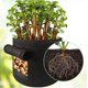 thumbnail image 2 of Paquete de 3 bolsas para cultivo de patatas, bolsas para cultivo de verduras, maceta para patatas, bolsas para cultivo de plantas de jardinería, 2 of 5