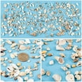 thumbnail image 3 of 175g Mixed Ocean Beach Spiral Seashells 10 Styles Natural Craft Seashell Charms Small Conch Shell with Hole, 3 of 9