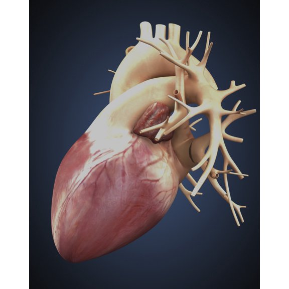 Three dimensional view of human heart Canvas Art - Stocktrek Images (13 x 16)
