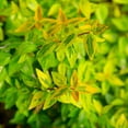 thumbnail image 4 of Southern Living Abelia Kaleidoscope Live Shrub in 2-Gallon Grower Pot, 4 of 11