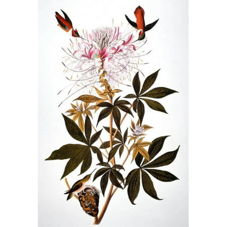 Hummingbirds Animals - Audubon: Hummingbird Botanical Floral Bird Animal Art Print Wall Art By John James Audubon