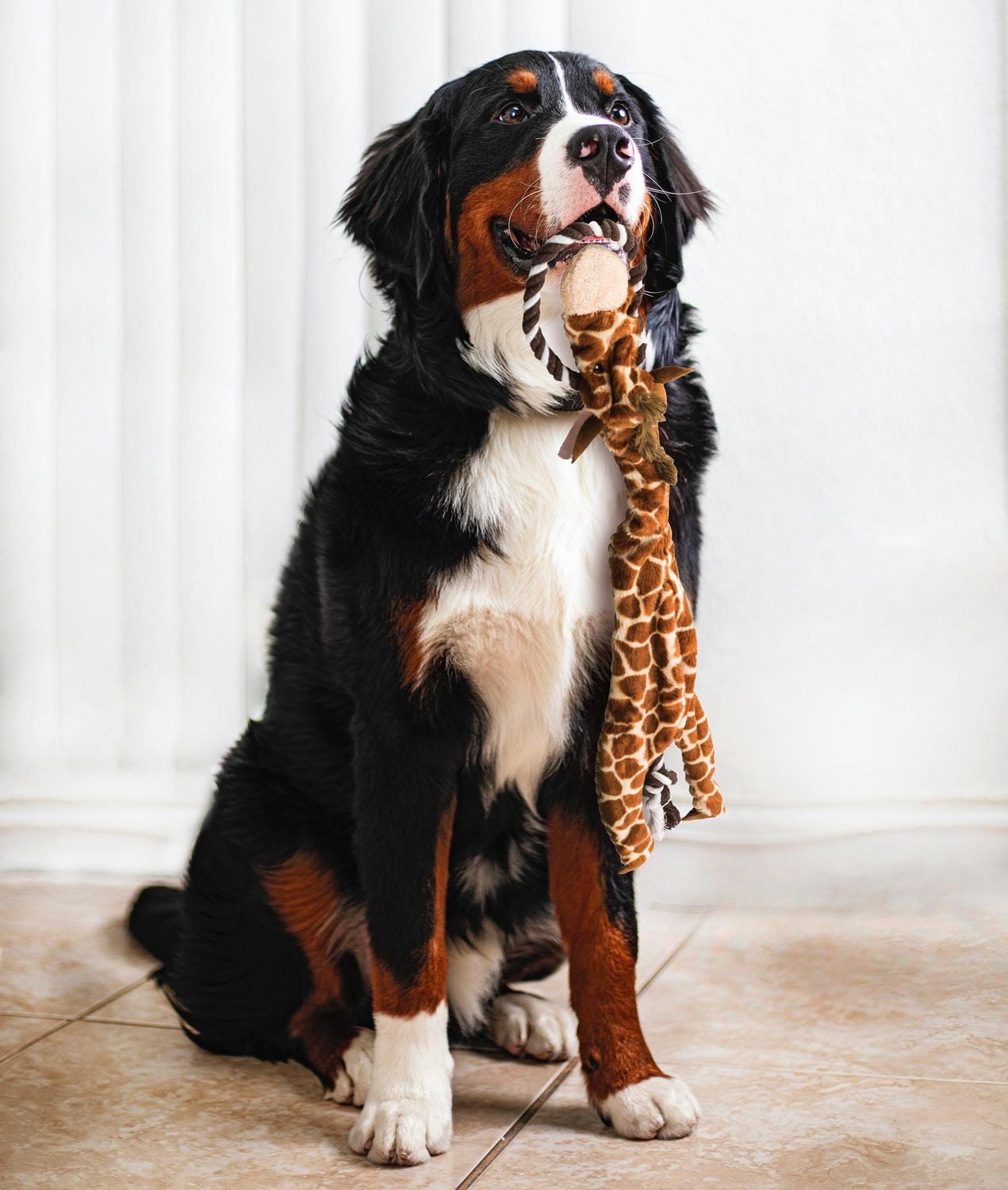 SPOT Skinneeez Extreme™ jouet pour chien sans rembourrage girafe avec corde à tirer