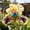 D, variant on Quality Iris For Gardening-Perennial Accent-Perfect for Bed Planting-Lawn Decoration(Non-Artificial)