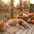 thumbnail image 5 of Halloween Dog Bandanas - Funny Holiday Dog Bandanas Costume Boy and Girl, Soft Triangle Scarfs Bibs, Festival Pet Bandanas Outfit Gift for Small Medium Large Puppy, 5 of 6