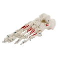 thumbnail image 3 of Flexible Foot Joint Model Diagram Muscle Ligament Plantar Foot Skeleton, 3 of 7