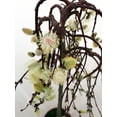 thumbnail image 3 of Tree of Enchantment Mini Weeping Willow Tree -Salix- - 6" Pot, 3 of 4
