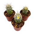 Arizona Snowcap Cactus Mammillaria gracilis Albata, 2 inch Set of 3 ...
