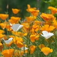 thumbnail image 4 of TomorrowSeeds - White Linen California Poppy Seeds - 6000+ Count - For 2026 Planting White, 4 of 9