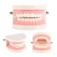 thumbnail image 5 of Gegong 1pc PVC Den Tal Teaching Study Standard Model Demonstration Teach Children Brushing Teeth,Teeth Model,Teeth Brushing Model, 5 of 8