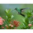 thumbnail image 2 of Fitzharris, Tim 24x20 White Modern Wood Framed Museum Art Print Titled - Green Crowned Brilliant Hummingbird, 2 of 4