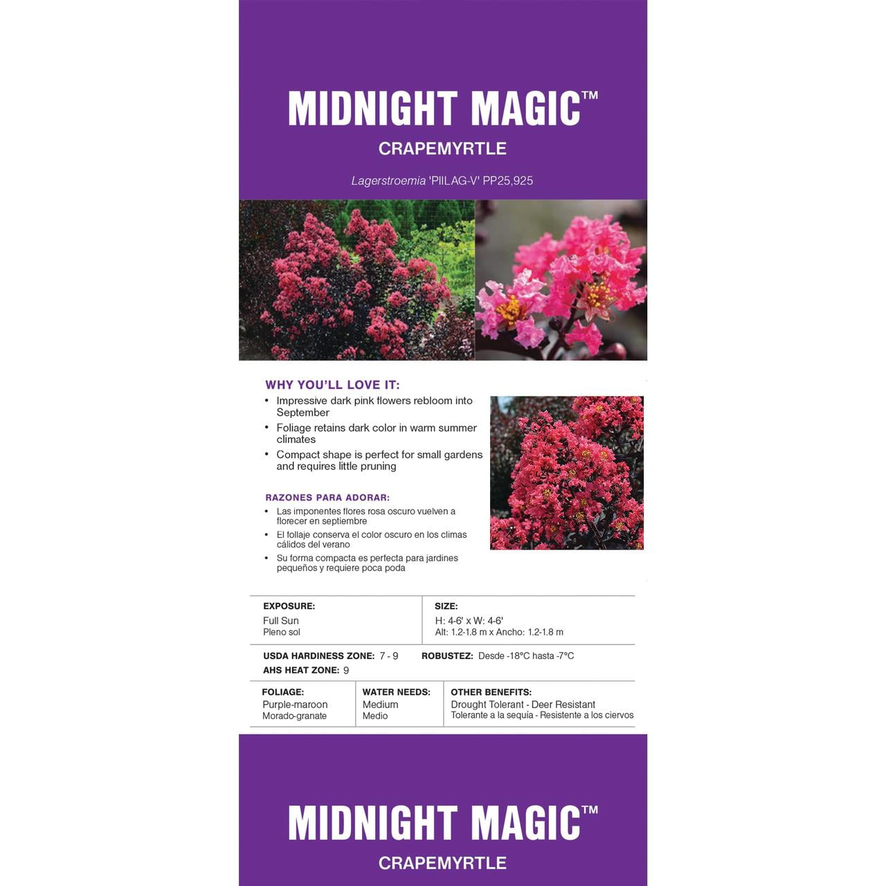 First Editions Midnight Magic Crape Myrtle Live Shrub (7 Gallon)