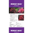 thumbnail image 6 of First Editions Midnight Magic Crape Myrtle Live Shrub (7 Gallon), 6 of 11