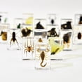 thumbnail image 3 of Real Insect in Resin Block, Clear Paperweight for Desk Display, Science Education, Collection, 3 of 8