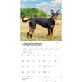 thumbnail image 4 of Australian Kelpies 2027 12x24" (Hanging) Wall Calendar | Plastic-Free | BrownTrout, 4 of 9