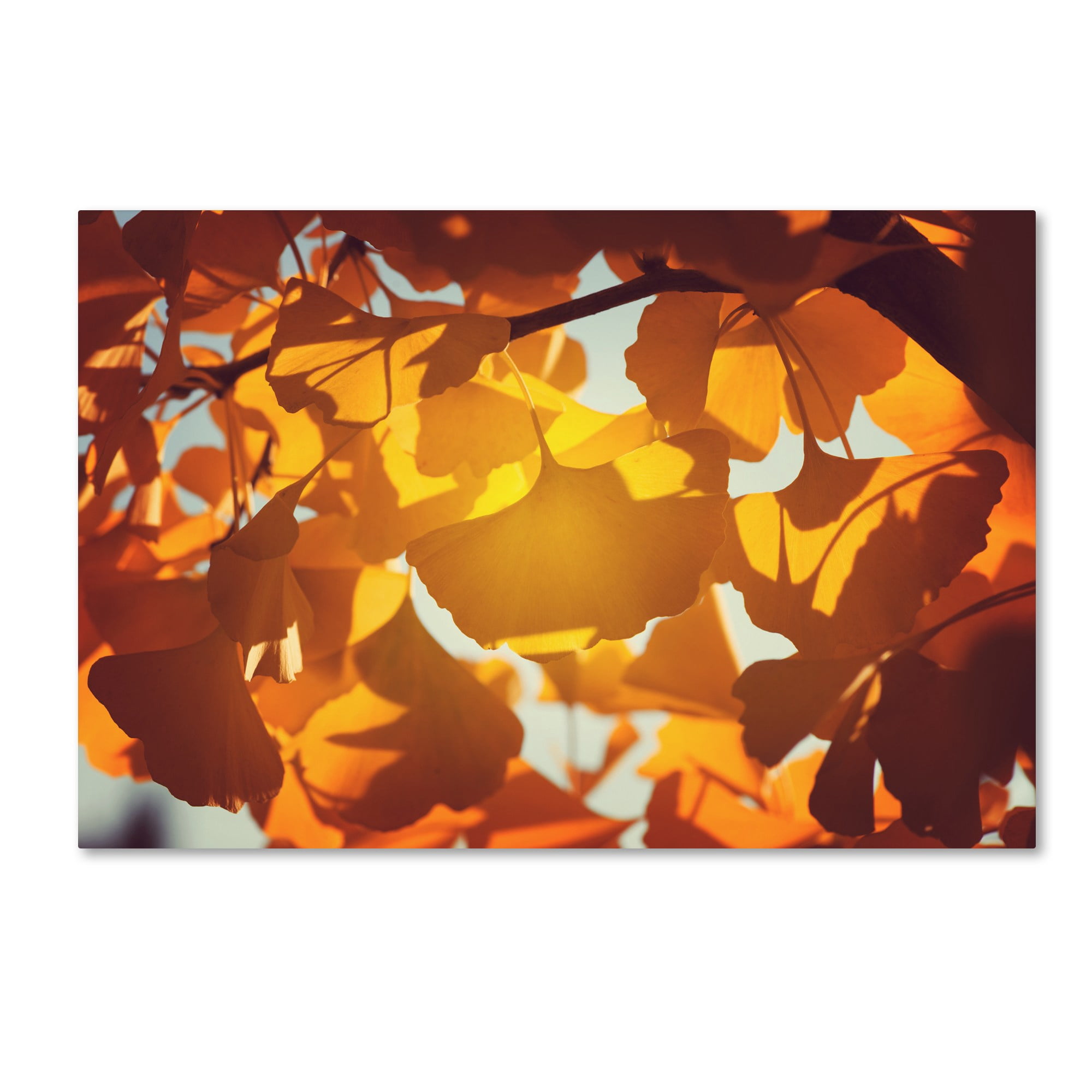 Trademark Fine Art "Ginkgo Leaves" Canvas Art by Philippe Sainte-Laudy