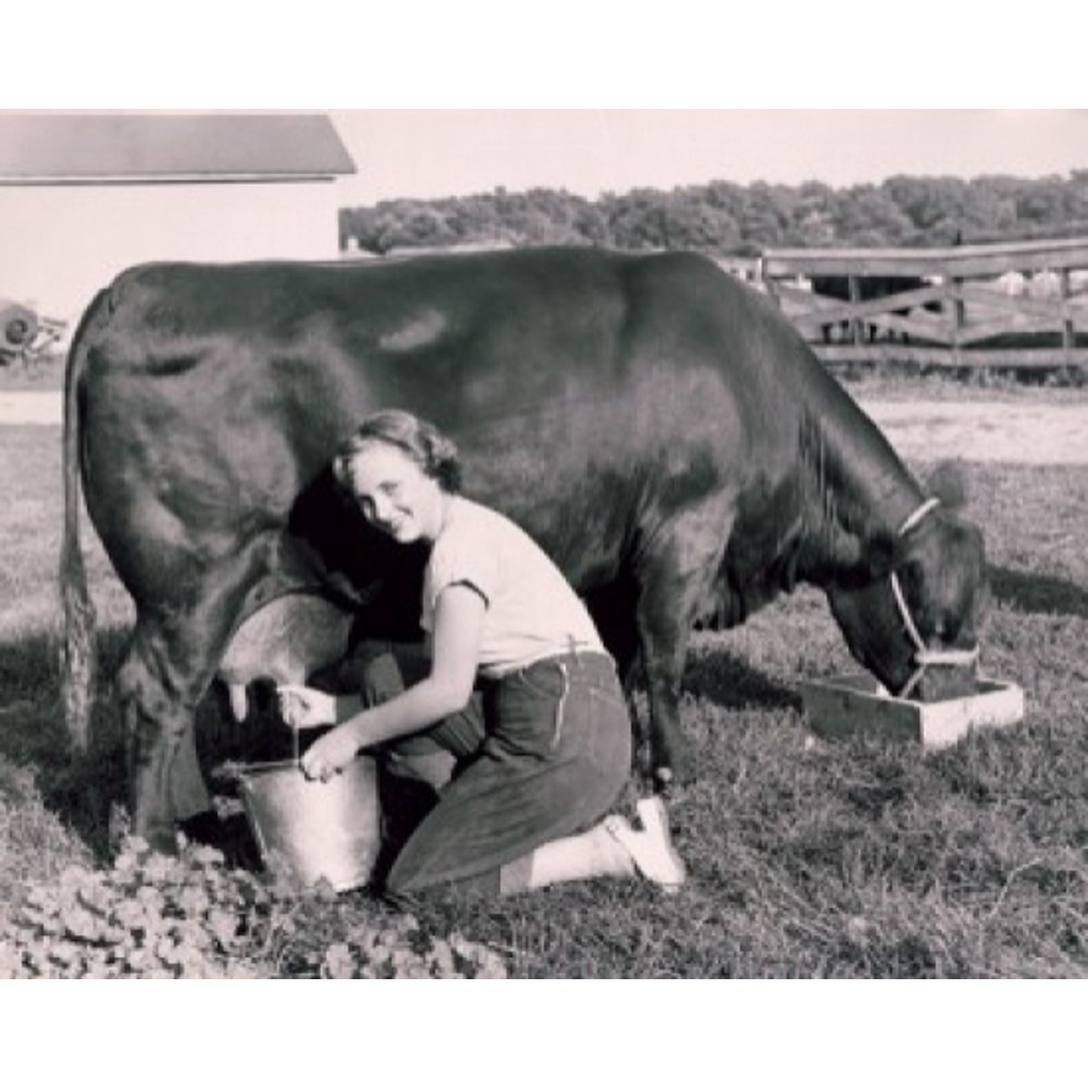 Portrait of a young woman milking a cow Poster Print (24 x 36