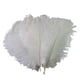 thumbnail image 1 of Plumas de Avestruz Wosthever 5/10Pcs 30-35cm blanco, 1 of 6