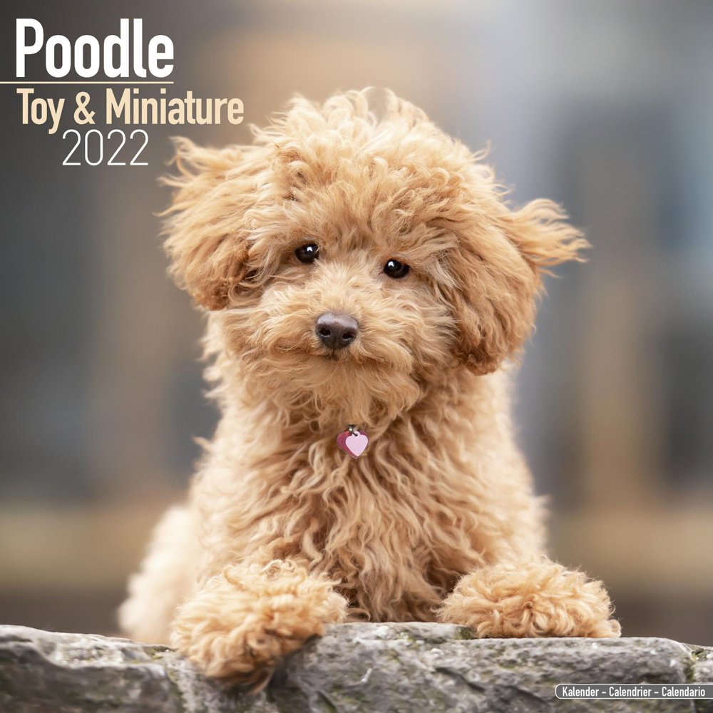 Poodle (Toy & Miniature) Calendar 2022 - Poodle (Toy & Miniature) Dog Poodle (Toy & Miniature) Calendar 2022 - Poodle (Toy & Miniature) Dog