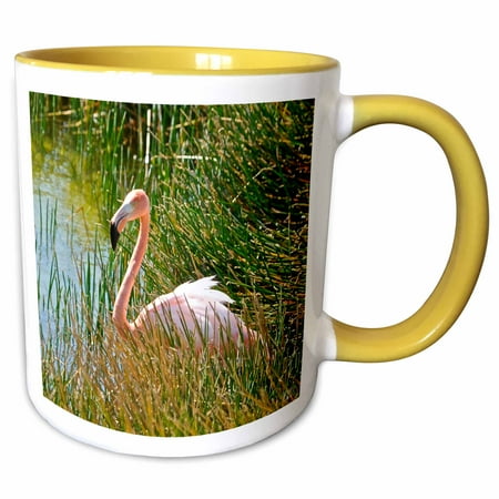 3drose, Caribbean Pink Flamingo,phoenicopterus Rubber,punta Moreno Isabela Island Galapagos, 15oz Two-tone Yellow Mug