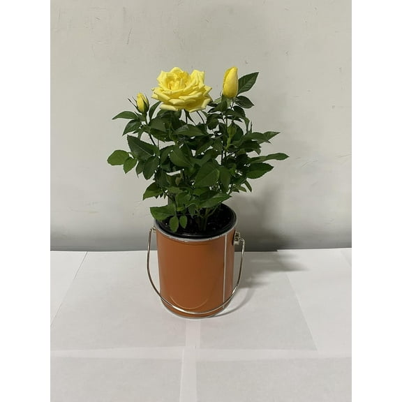 4" Live Mini Yellow Rose Bush in 4" Orange Paint Can Gift Container