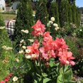 thumbnail image 5 of Canna,  Low Maintenance -Excellent Display, Easy Grow - Ideal for Beds Borders, Plant Pots & Planters., 5 of 5