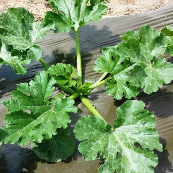 Solar Plastic - Clear & Opaque for Weed Control & Soil Heating - 4' x 50' - 25 Cases