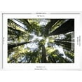 thumbnail image 5 of Art.com Redwoods Photographic Print by Chris Bliss, White Frame Wall Art, 29" x 21", 5 of 5