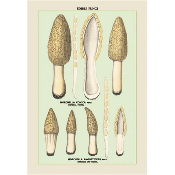Buy Enlarge 0-587-04902-2C12X18 Edible Fungi- Morels- Canvas Size C12X18