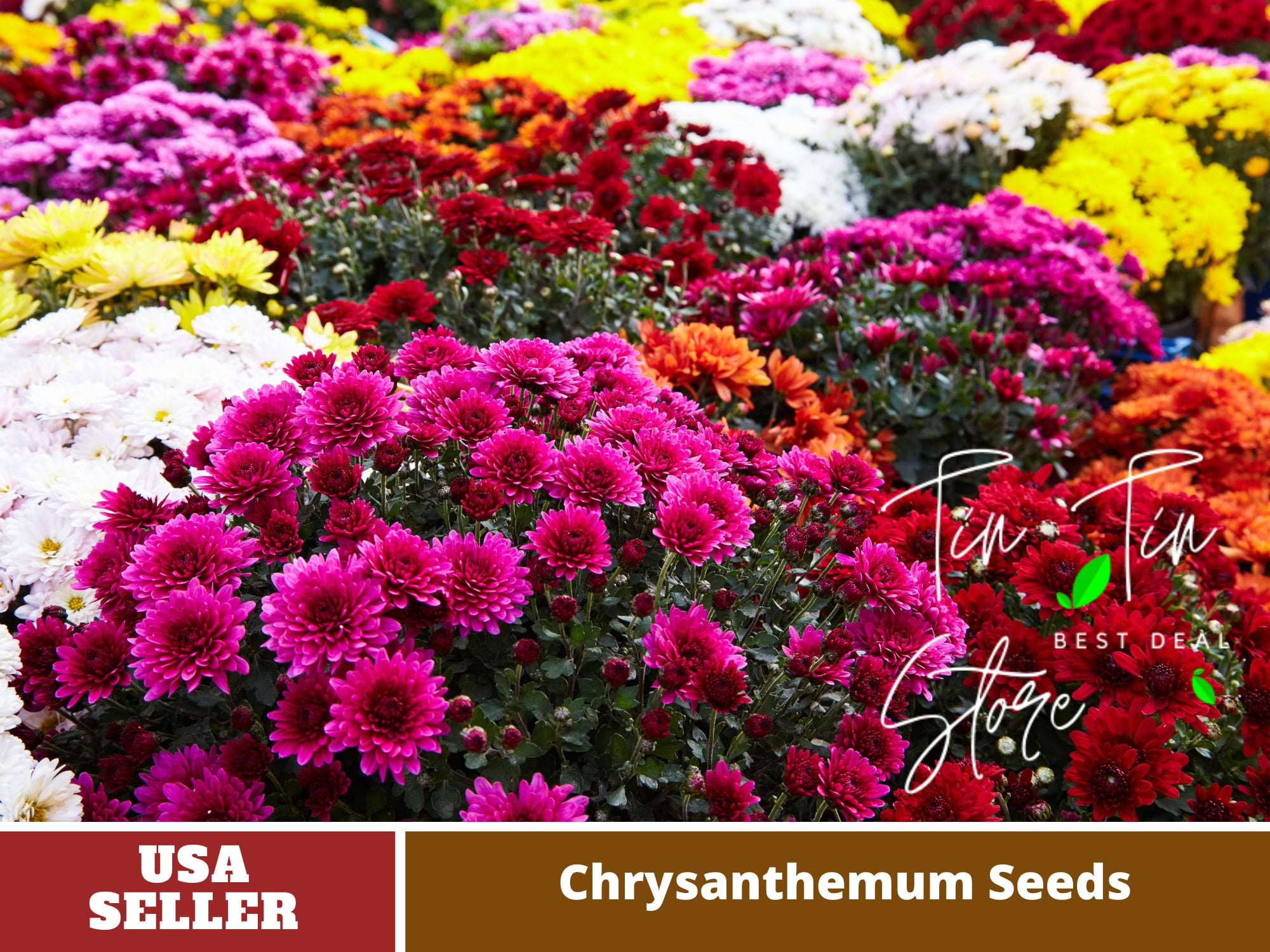 50 SeedsMultiColor Groundcover Chrysanthemum SeedsM001Authentic