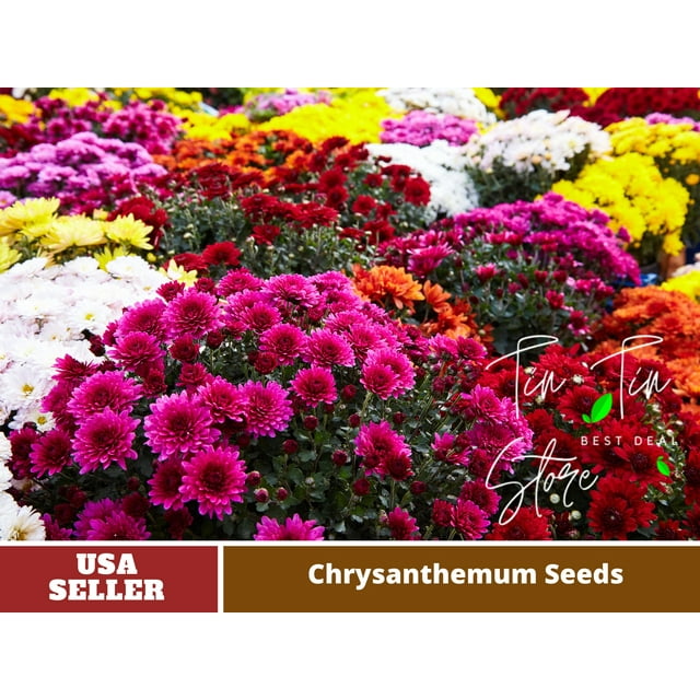 50 SeedsMultiColor Groundcover Chrysanthemum SeedsM001Authentic