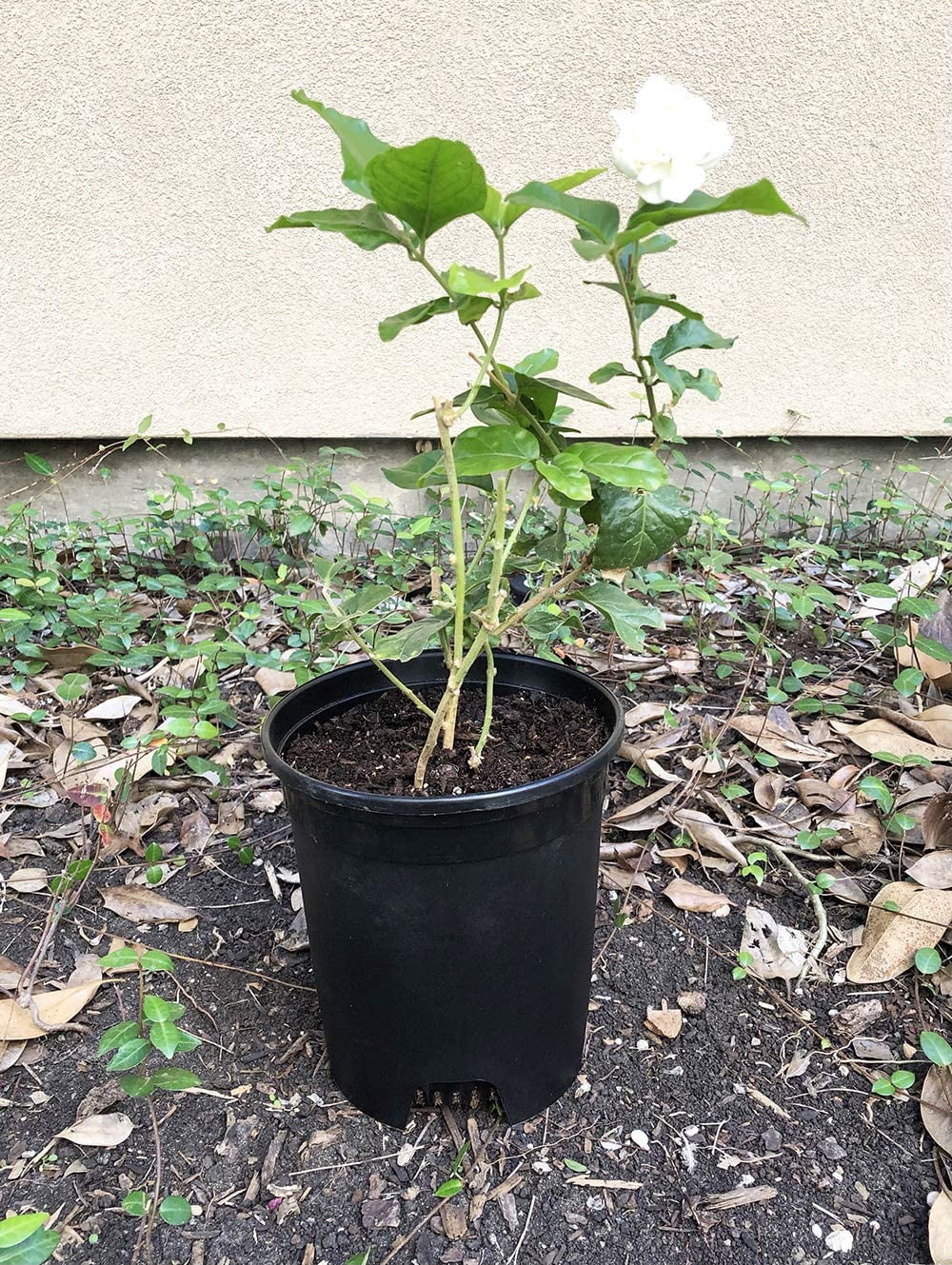 Plastic Plant Pots Nursery Gardening Planters 10 Pack 4 to 7.5 Inch Small Medium Plants 0.25 0.35 0.5 1 1.5 Gallon for Indoor and Outdoor Plants