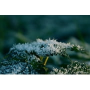 Winter Frost Ice Leaf Frozen Ripe Cold Nature-20 Inch By 30 Inch Laminated Poster With Bright Colors And Vivid Imagery-Fits Perfectly In Many Attractive Frames
