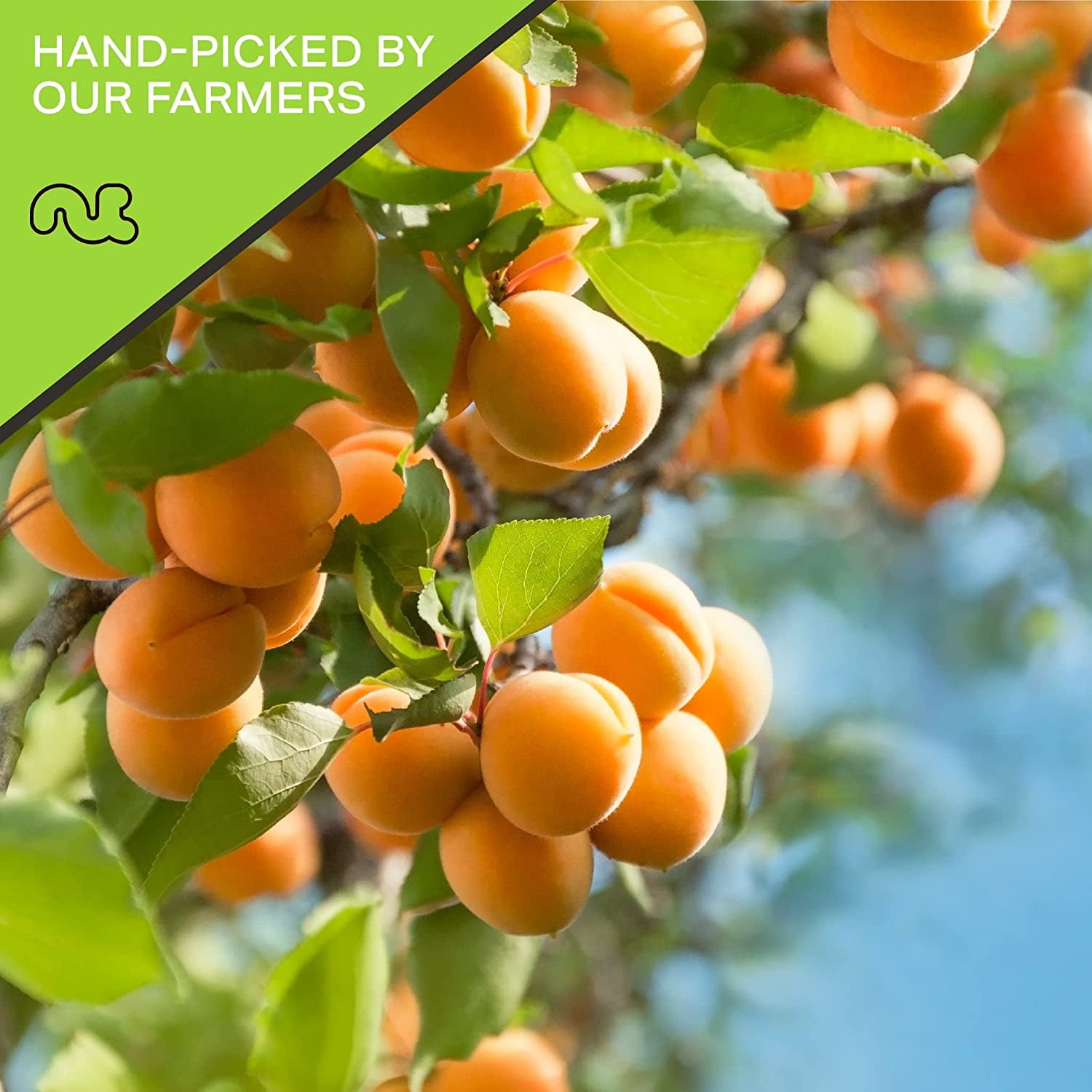 Nut Cravings Turkish Dried Apricots: No Sugar Added, All Natural Dried Fruits (32oz)