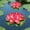 Red, variant on Giunmcul 1pc Floating Foam Lotus Flowers 18x18x5cm Leaves Artificial Water Lilies Pond Pool Spring Garden Decoration EVA Realistic White Red Orange Blue Purple
