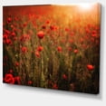 thumbnail image 2 of Dense Poppy Field At Sunset - Floral Canvas Art Print, 2 of 3