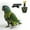 C, variant on EcoNest Secure And Comfortable Bird Leash Harness For Parrots Conures Outdoor Training Flight Control