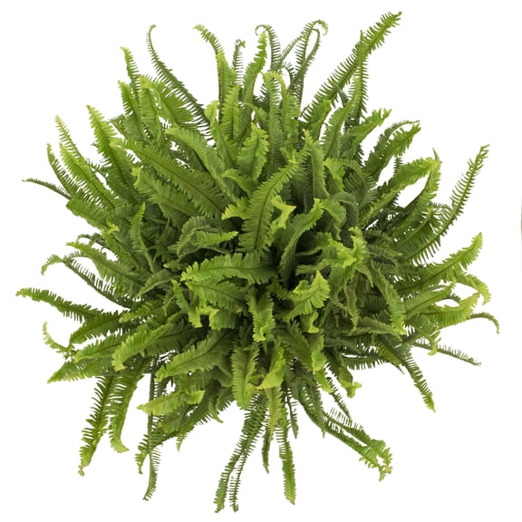 "Expert Gardener 24"" Kimberly Queen Fern Live Plants in 10"" Pot