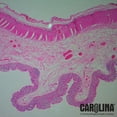 thumbnail image 2 of Epithelium Types Microscope Slide Set, 2 of 4